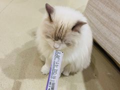 -藏猫猫咖啡主题馆(中央大道店)