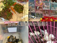 -曲阳花鸟市场(曲阳路店)