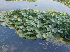 -长春市南湖公园