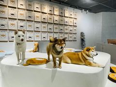 -柴务处·柴犬主题狗咖