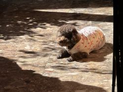 -小红帽摄影(丽江店)