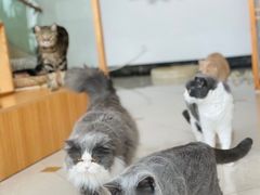 -Catmate·猫肥家润(金润铂宫店)