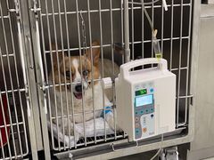 -北京恒爱动物医院(清景园分院)