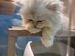 -BABIT巴比特宠物(MOMOPARK店)