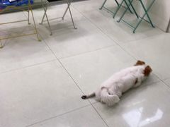 -瑞鹏宠物医院·微创内窥镜·骨外科·牙科(翠竹分院)
