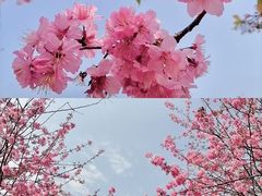 -天适樱花悠乐园
