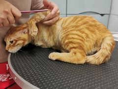 -四月宠物医院·猫专科·心脏专科·内科(转塘店)