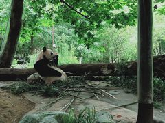 -都江堰中华大熊猫苑