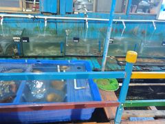 -蓝湾碧波·老字号·疍家非遗海上餐厅