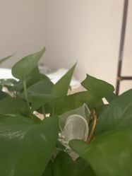 -Dr.林醫生产后修复·配方产康店(南京大厂店)