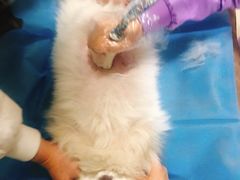 -康旭宠物医院(郑州总院)