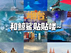 -烟台海昌鲸鲨海洋公园