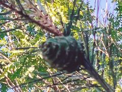 -永定河休闲森林公园