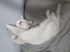 -lincat·猫舍(广州店)