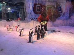 -芜湖新华联大白鲸海洋公园