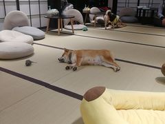 -逗柴咖啡屋·狗咖猫咖宠物桌游