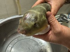 -长顺河豚馆(江洲东路)