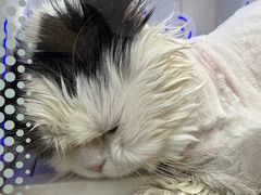 -PETKIT 小佩宠物·低压洗护·美容·寄养(安远店)