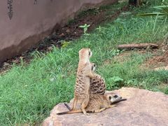-合肥野生动物园