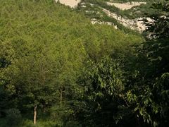 -佛慧山