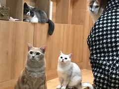 -是阿柴呀！柴犬咖啡·爱喵喵猫咖