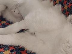 -瑞派宠物医院(搏威敦和院)