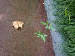 -徐家汇源景区-衡山公园
