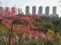 -重庆彩云湖湿地公园