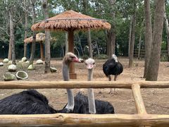 -大连森林动物园