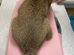 -美联众合动物医院·24h京西诊疗中心