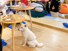 -南京Hallo宠物乐园·哈罗犬舍·柴犬繁育基地