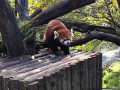 -云南野生动物园