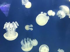 -迪拜水族馆及水下动物园