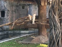 -清迈夜间动物园