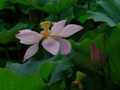 -荷塘月色湿地公园·向阳花洲