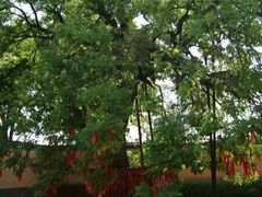 -药王庙(安国市)