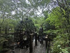 -大屏嶂森林公园