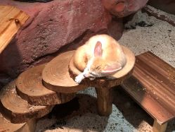 -Zoolung Zoolung动物主题公园(海信广场店)