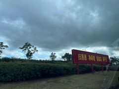 -大塘金香草谷