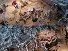 -自贡恐龙博物馆