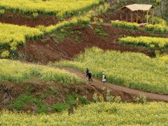 -桑洲油菜花景区