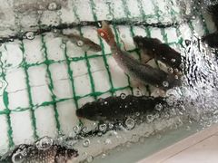 -金台阶鱼馆(于桥水库店)