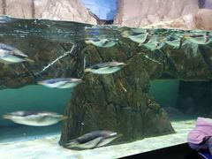 android_upload_pic-成都浩海立方海洋公园