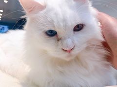 -飞行喵MR PILOT|猫舍·猫咖(静安大融城店)