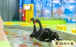 -七巧国萌宠乐园(龙湖天街店)