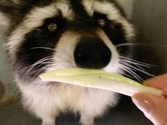 -浣熊柯尔鸭土拨鼠·电玩咖