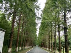 -黄海国家森林公园