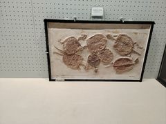 -辽宁古生物博物馆
