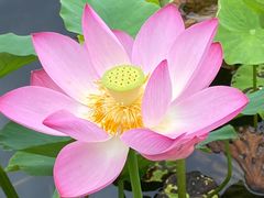 -野鸭湖国家湿地公园