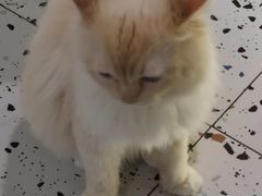 -喵喵咪呀布偶猫咖(春熙路店)